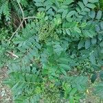 Zanthoxylum rhoifolium leaf picture by Thiago Flores Flores (cc-by-sa)