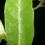 Cordia megalantha leaf picture by SINAC Pérez Greivin (cc-by-sa)