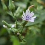 Lactuca floridana flower picture by Kim Schwichtenberg (cc-by-sa)