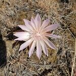Lewisia rediviva flower picture by Susan Graham (cc-by-sa)