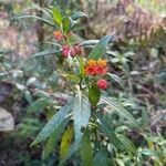 Asclepias curassavica flower picture by David Rodriguez (cc-by-sa)