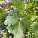 Ribes aureum leaf picture by Ken Bu (cc-by-sa)