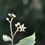 Mortoniodendron anisophyllum flower picture by Nelson Zamora Villalobos (cc-by-nc)