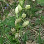Cephalanthera damasonium leaf picture by claire Felloni (cc-by-sa)