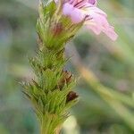 Euphrasia stricta habit picture by Yoan MARTIN (cc-by-sa)