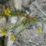Hypericum perforatum habit picture by Daniel Peters (cc-by-sa)