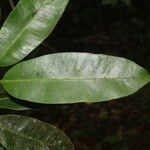 Aspidosperma desmanthum leaf picture by Nelson Zamora Villalobos (cc-by-nc)
