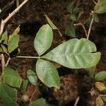 Trichilia trifolia leaf picture by Nelson Zamora Villalobos (cc-by-nc)