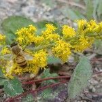 Solidago nemoralis flower picture by rouss marifleur (cc-by-sa)