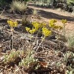 Eriogonum umbellatum flower picture by Mykala Spangler (cc-by-sa)