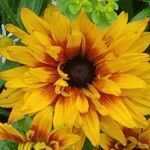 Rudbeckia hirta flower picture by calderwook (cc-by-sa)