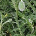 Papaver orientale fruit picture by sparrow1029 (cc-by-sa)