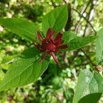 Calycanthus floridus flower picture by Jackie Paritte (cc-by-sa)
