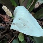 Spathiphyllum friedrichsthalii flower picture by Daniel Barthelemy (cc-by-sa)