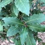 Laurus nobilis leaf picture by gaetan cacho (cc-by-sa)