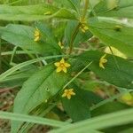 Lysimachia quadrifolia flower picture by Andrew Green Abundance (cc-by-sa)