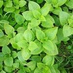 Plectranthus barbatus leaf picture by Pankaj Pankaj kumar Yadav (cc-by-sa)