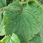 Clerodendrum infortunatum leaf picture by Arthur cooke (cc-by-sa)
