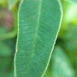 Trifolium medium leaf picture by Julia (cc-by-sa)