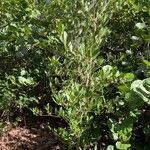 Avicennia germinans habit picture by Collados Ana (cc-by-sa)