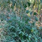 Atriplex prostrata habit picture by Patrice Bracquart (cc-by-sa)