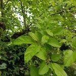 Malus sylvestris habit picture by Chloé BOURGES (cc-by-sa)