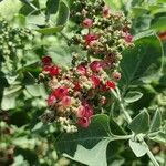 Chenopodium vulvaria fruit picture by Hendrik Falk (cc-by-sa)