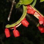Pithecellobium lanceolatum flower picture by Nelson Zamora Villalobos (cc-by-nc)