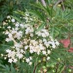 Sambucus ebulus flower picture by alain croibien (cc-by-sa)