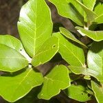 Quercus oleoides leaf picture by Nelson Zamora Villalobos (cc-by-nc)
