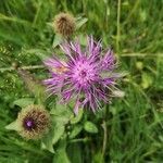 Centaurea phrygia flower picture by Michael Osthus (cc-by-sa)