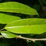 Marcgravia nepenthoides leaf picture by Nelson Zamora Villalobos (cc-by-nc)