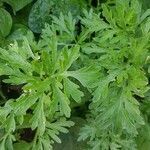 Artemisia absinthium leaf picture by Vitonya Vitonya (cc-by-sa)