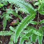Dicranopteris linearis leaf picture by Alexander Don Gérémy (cc-by-sa)