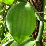 Vanilla polylepis leaf picture by susan brown (cc-by-sa)