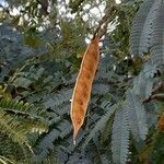 Albizia julibrissin fruit picture by Trap Hers (cc-by-sa)