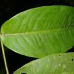 Mouriri cyphocarpa leaf picture by Nelson Zamora Villalobos (cc-by-nc)