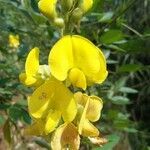 Crotalaria micans flower picture by Ikhsan Rakhmat Harahap (cc-by-sa)