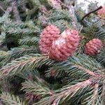 Picea rubens flower picture by Joe Daley (cc-by-sa)