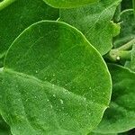 Capparis cartilaginea leaf picture by susan brown (cc-by-sa)