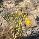 Sonchus leptocephalus flower picture by Daniel schefer (cc-by-sa)