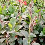 Canna indica habit picture by Guerrero Quitorán Juan Manuel Jesús (cc-by-sa)
