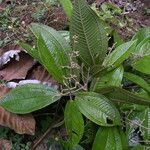 Miconia multispicata habit picture by Nelson Zamora Villalobos (cc-by-nc)