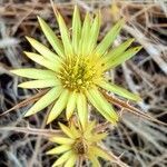 Carlina racemosa flower picture by Acosta García Isabel (cc-by-sa)