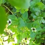 Cornus suecica flower picture by Graciela Rusch (cc-by-sa)