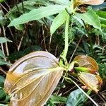 Smilax china leaf picture by Dieter Albrecht (cc-by-sa)