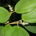 Conostegia micrantha leaf picture by Nelson Zamora Villalobos (cc-by-nc)
