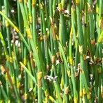 Ephedra chilensis leaf picture by Trap Hers (cc-by-sa)