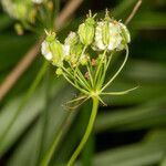Laserpitium peucedanoides fruit picture by Martin Bishop (cc-by-sa)