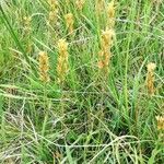 Narthecium ossifragum habit picture by Clara Wagner (cc-by-sa)